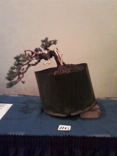 Member Tree  -  J. Roth 6 2010